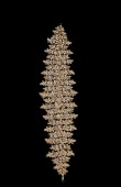 Zircon Stone Hair Accessories Models Design Wedding Henna Engagement Bride						