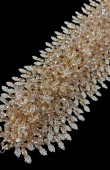 Zircon Stone Hair Accessories Models Design Wedding Henna Engagement Bride						