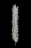 Zircon Stone Hair Accessories Models Design Wedding Henna Engagement Bride						