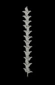 Zircon Stone Hair Accessories Models Design Wedding Henna Engagement Bride						