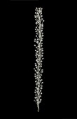 Crystal Stone Hair Accessories Models Wedding Henna Engagement Bride