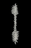 Zircon Stone Hair Accessories Models Wedding Henna Engagement Bride hair comb