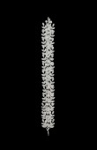 Zircon Stone Hair Accessories Models Design Wedding Henna Engagement Bride						
