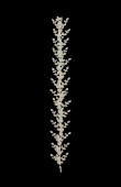 Zircon Stone Hair Accessories Models Design Wedding Henna Engagement Bride						